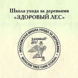 Сертификат института леса
